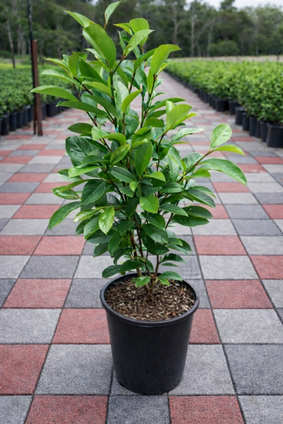 Магнолія Вайт Кавіар купити в контейнері